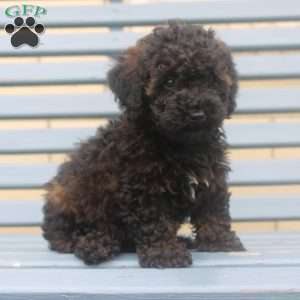 Lilly, Miniature Poodle Puppy